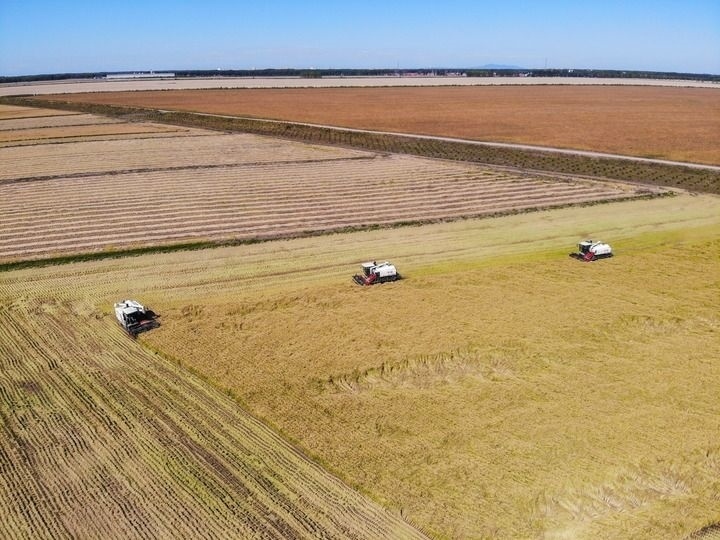 這是在位于黑龍江雙鴨山市友誼縣的北大荒農(nóng)業(yè)股份有限公司友誼分公司一地塊拍攝的水稻收獲現(xiàn)場（2023年9月21日攝，無人機(jī)照片）。新華社記者 王松 攝