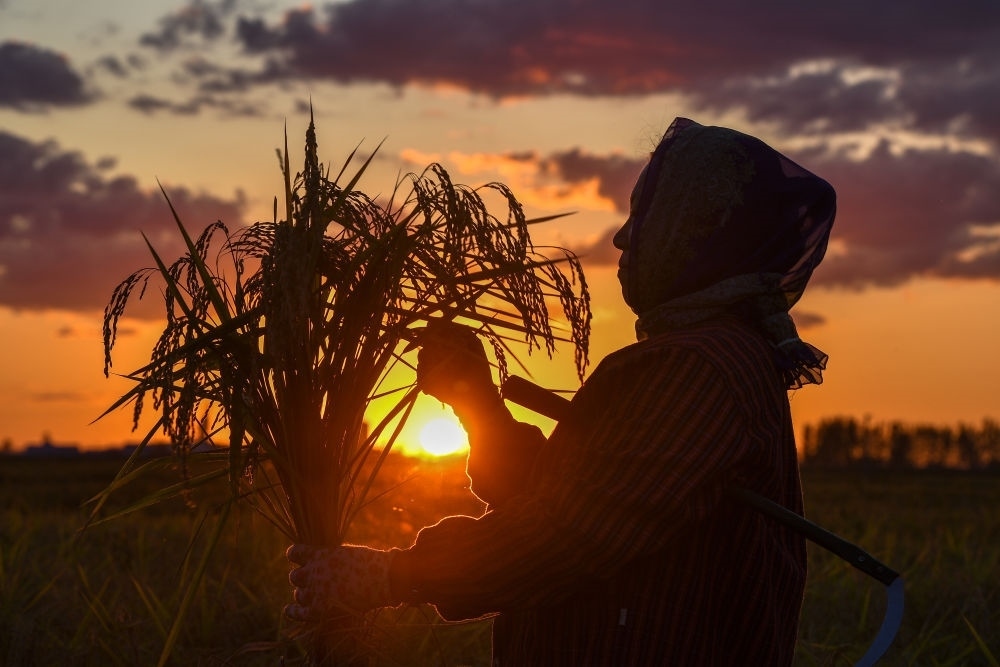 農(nóng)民在吉林省吉林市永吉縣萬昌鎮(zhèn)花家村收割水稻（2023年9月12日攝）。新華社記者 張楠 攝