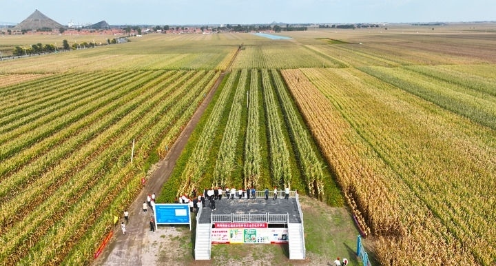 在遼寧省鐵嶺縣蔡牛鎮(zhèn)，外地農(nóng)民到張莊玉米合作社的大田里學(xué)習(xí)玉米選種和栽種技術(shù)（2023年9月26日攝，無人機(jī)照片）。新華社記者 楊青 攝