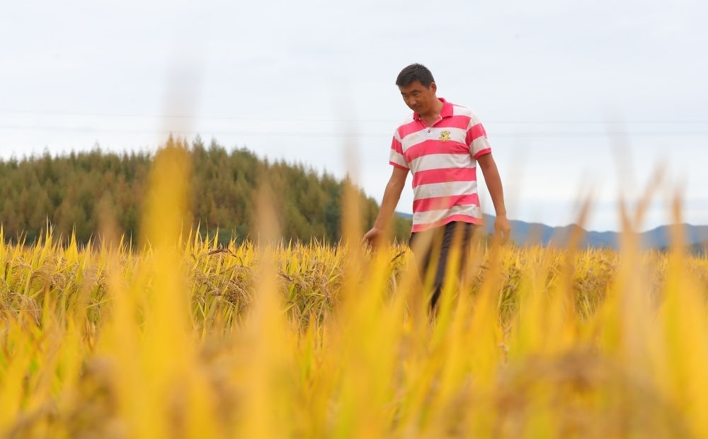在遼寧省撫順市新賓滿族自治縣新賓鎮(zhèn)的水稻田里，農(nóng)民丁輝查看水稻成熟情況（2023年9月25日攝）。新華社記者 楊青 攝
