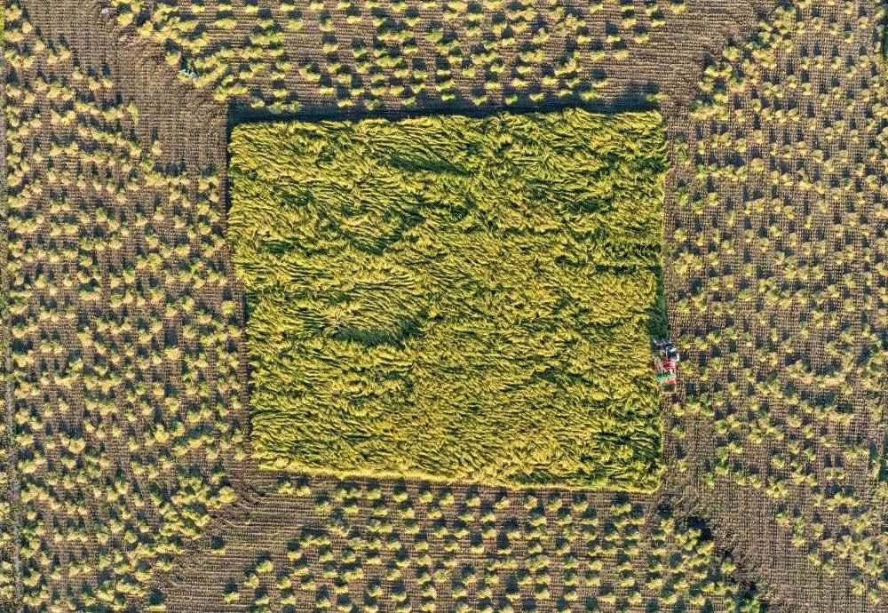 在吉林省舒蘭市平安鎮(zhèn)金星村，農(nóng)民駕駛農(nóng)機(jī)收割水稻（2023年9月21日攝，無人機(jī)照片）。新華社記者 張楠 攝