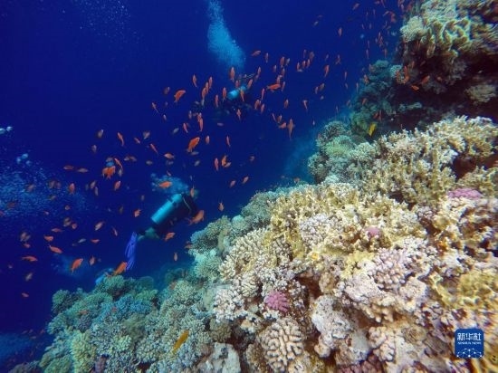  10月2日，人們?cè)诎＜拔髂伟雿u達(dá)哈布藍(lán)洞內(nèi)的珊瑚旁深潛。新華社記者 隋先凱 攝