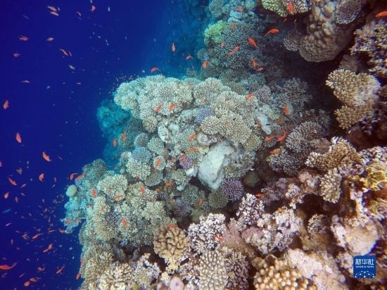  這是10月2日在埃及西奈半島達(dá)哈布藍(lán)洞內(nèi)拍攝的珊瑚和魚(yú)類(lèi)。新華社記者 隋先凱 攝