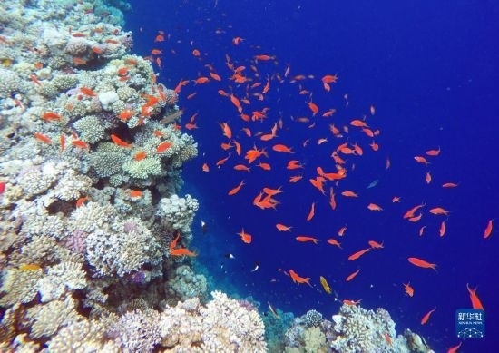  這是10月2日在埃及西奈半島達(dá)哈布藍(lán)洞內(nèi)拍攝的珊瑚和魚(yú)類(lèi)。新華社記者 隋先凱 攝