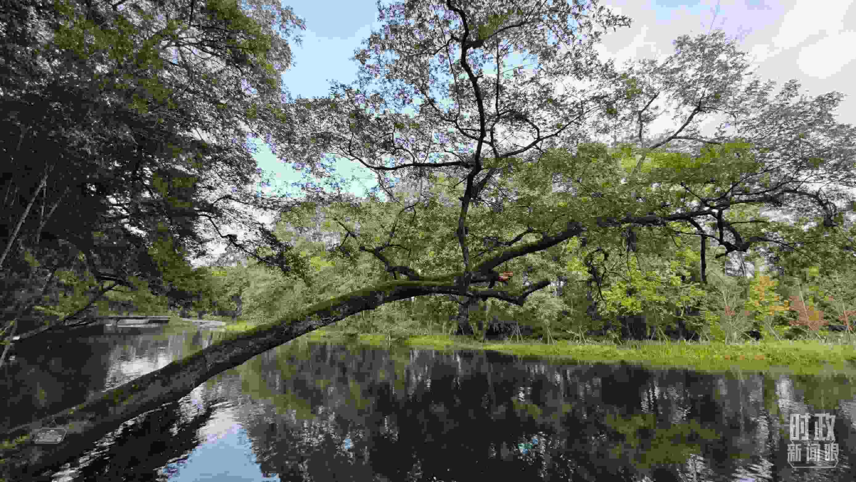 △饒河源國家濕地公園。（總臺央視記者郁振一拍攝）