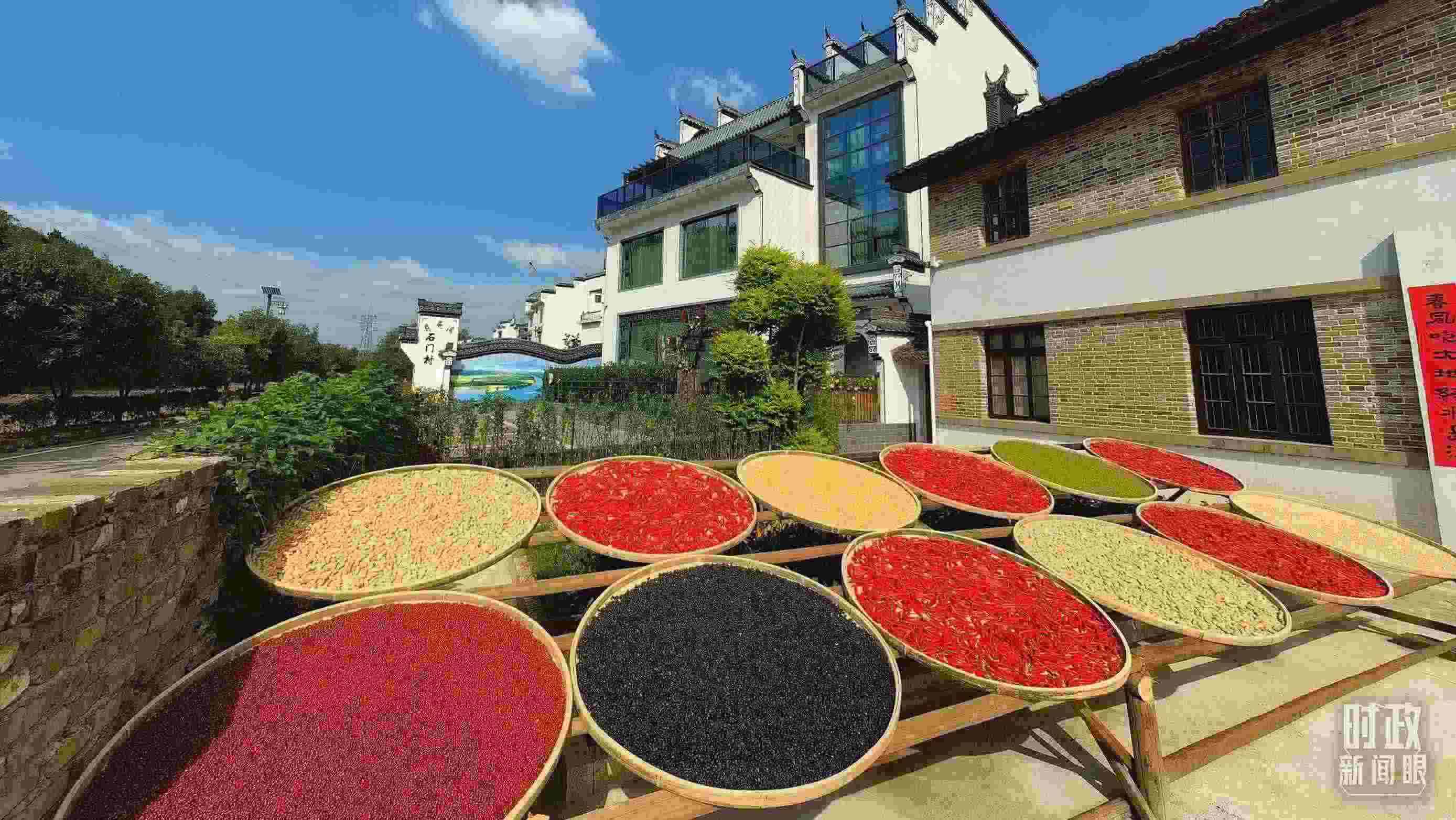 △曬秋農(nóng)俗成為婺源鄉(xiāng)村的一道美麗風景。（總臺央視記者段德文拍攝）