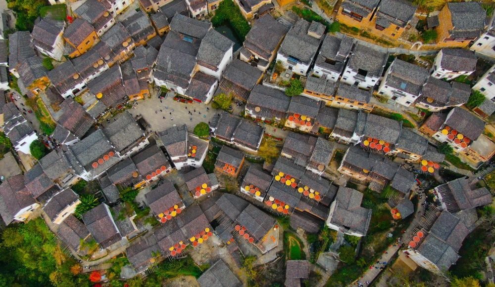 這是婺源縣江灣鎮(zhèn)篁嶺村的曬秋景象（2019年11月7日攝）。