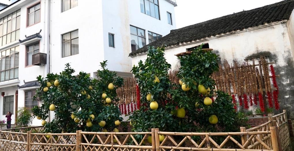 近日在江西省上饒市婺源縣秋口鎮(zhèn)王村石門(mén)自然村拍攝的馬家柚。新華社記者 胡晨歡 攝