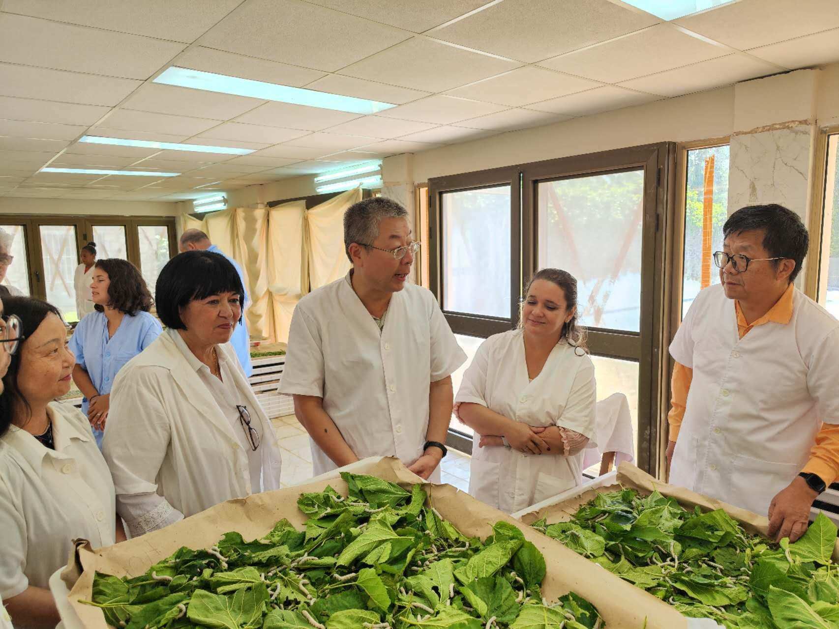 2023年5月23日，中國駐古巴大使馬輝考察古中蠶?？萍己献髦行?。來源：中國駐古巴大使館官網(wǎng)