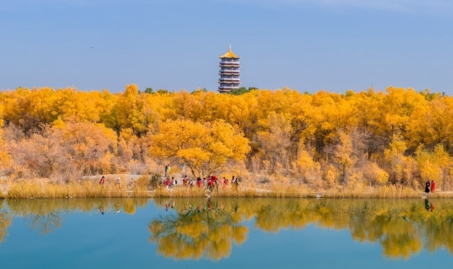 胡楊林金碧耀眼。蘭州局集團(tuán)公司融媒體中心供圖