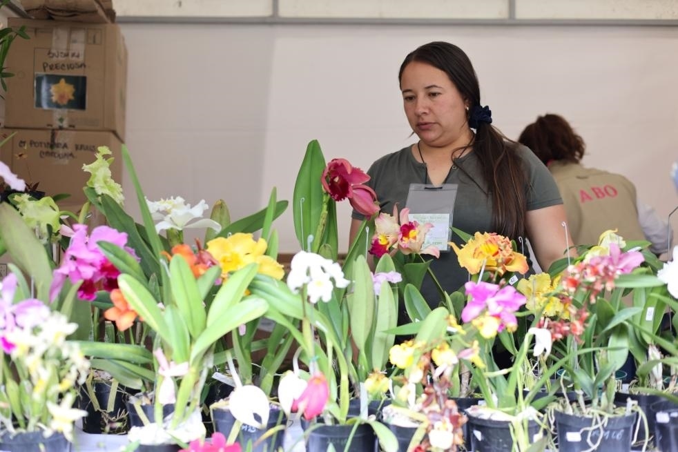 9月14日至17日，哥倫比亞首都波哥大舉辦蘭花展。