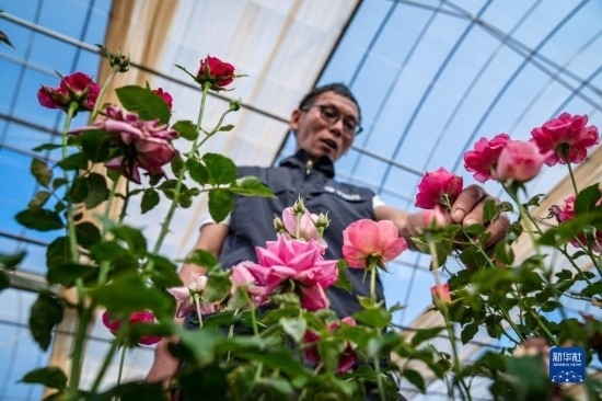 在云南省安寧市現(xiàn)代農(nóng)業(yè)園區(qū)玫瑰種植示范園，技術(shù)員田連通觀察玫瑰花（10月20日攝）。