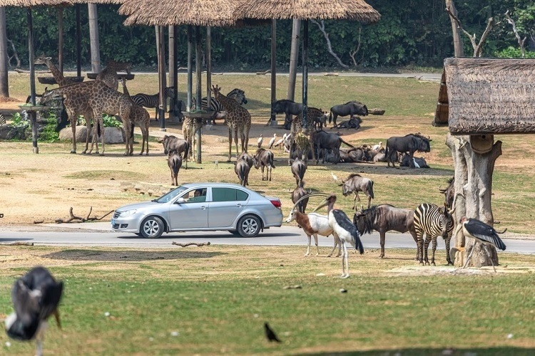 長隆野生動物世界園區(qū)內(nèi)，各類動物生活在一起。鄧泳怡 攝