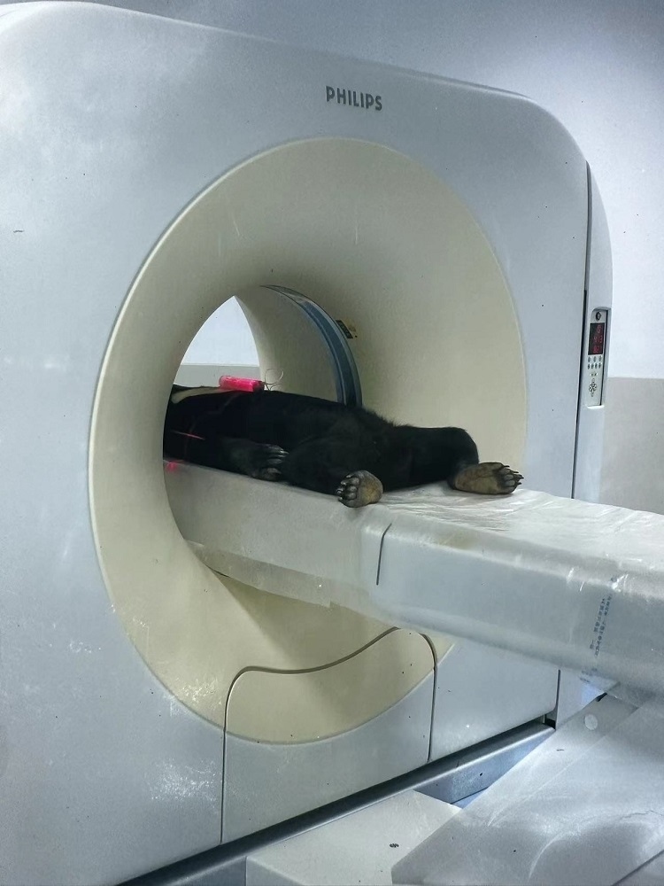 長隆野生動物世界的動物醫(yī)院內(nèi)，馬來熊在做核磁共振檢查。人民網(wǎng)記者 李舫攝