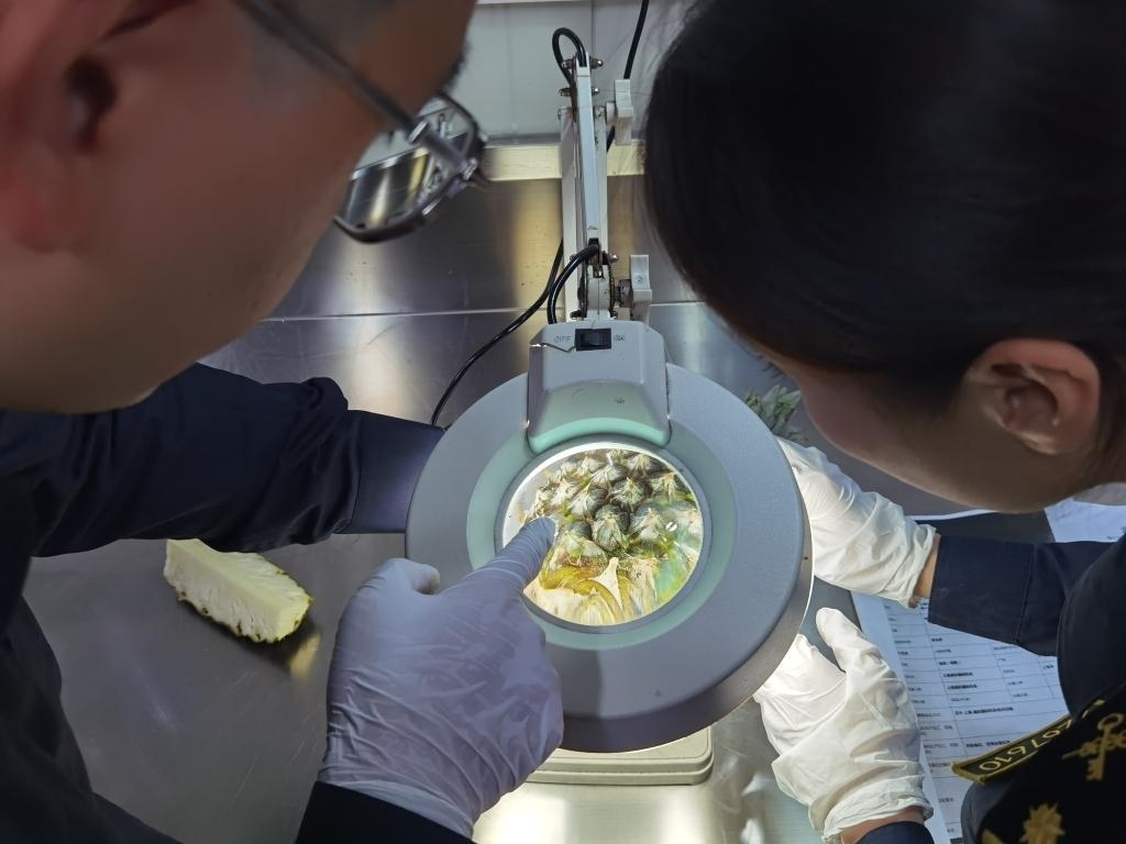 11月3日，上海海關(guān)關(guān)員對(duì)首批入境中國(guó)、參展第六屆進(jìn)博會(huì)的貝寧菠蘿進(jìn)行檢驗(yàn)檢疫。新華社記者 吳宇 攝