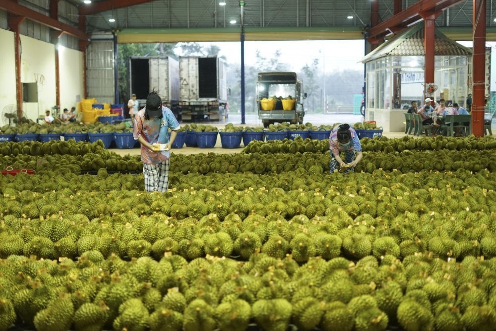 2023年9月15日，在越南多樂(lè)省一家榴蓮加工廠，工人在給即將出口到中國(guó)的榴蓮包裝貼牌。隨著《區(qū)域全面經(jīng)濟(jì)伙伴關(guān)系協(xié)定》紅利釋放，中國(guó)—東盟貿(mào)易規(guī)模進(jìn)一步擴(kuò)大。越來(lái)越多東盟國(guó)家的優(yōu)質(zhì)水果便捷地進(jìn)入中國(guó)市場(chǎng)，走上消費(fèi)者的餐桌。