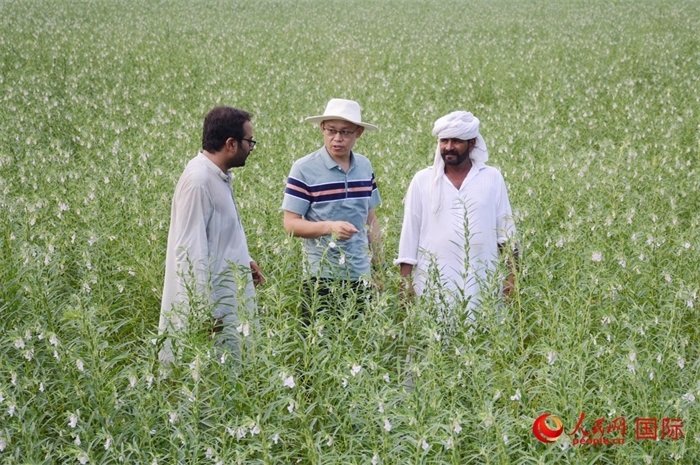 中巴經(jīng)濟(jì)走廊農(nóng)業(yè)合作中心負(fù)責(zé)人席建龍（中）與巴基斯坦當(dāng)?shù)剞r(nóng)戶在芝麻種植園交流作物生長情況。人民網(wǎng)記者薩義德·邁赫迪攝