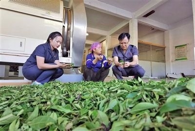  圖③：蒼梧法院六堡法庭法官深入茶企了解企業(yè)生產(chǎn)經(jīng)營情況。