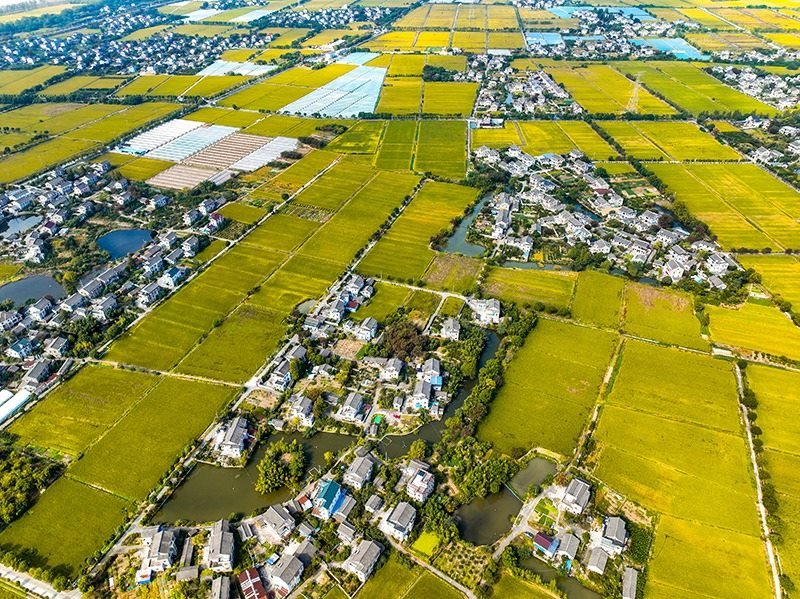 2023年10月22日，浙江海寧市黃灣鎮(zhèn)，金秋時(shí)節(jié)，金黃色的稻田與美麗鄉(xiāng)村構(gòu)成一幅寧?kù)o祥和的畫卷。