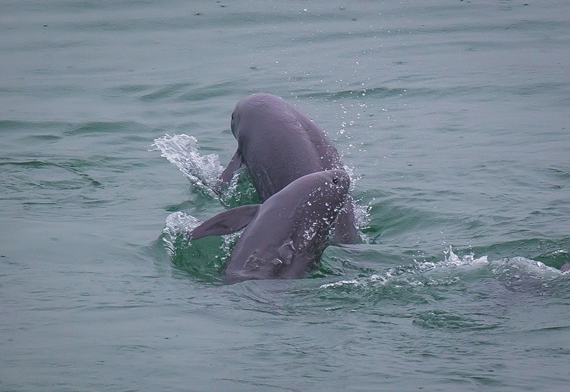 2021年5月10日，在湖北省宜昌市江邊，長江江豚在水中嬉戲。