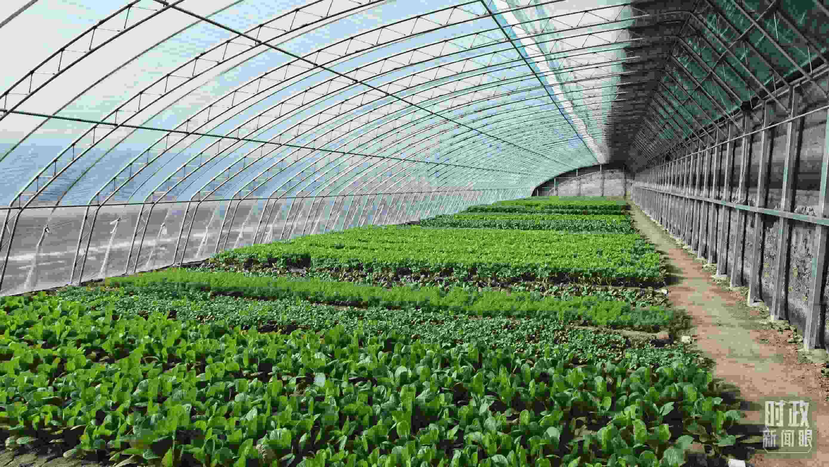 △第六埠村蔬菜大棚。（總臺央視記者郭鴻拍攝）