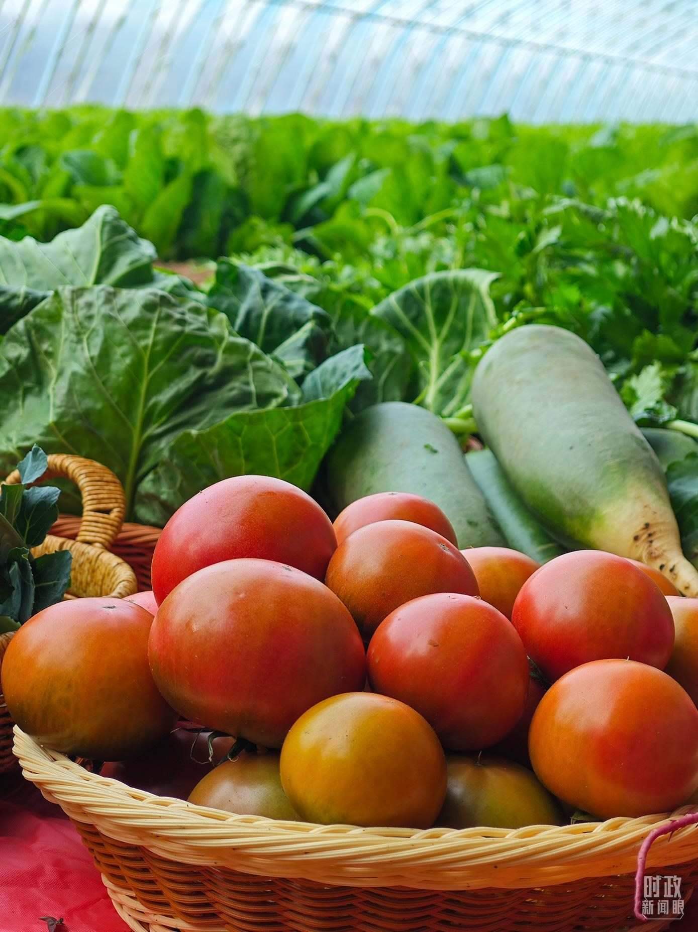 △第六埠村蔬菜大棚，蔬菜收獲頗豐。（總臺央視記者彭漢明拍攝）