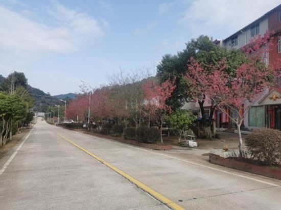 道路兩旁的山櫻花。將樂縣農(nóng)業(yè)農(nóng)村局供圖