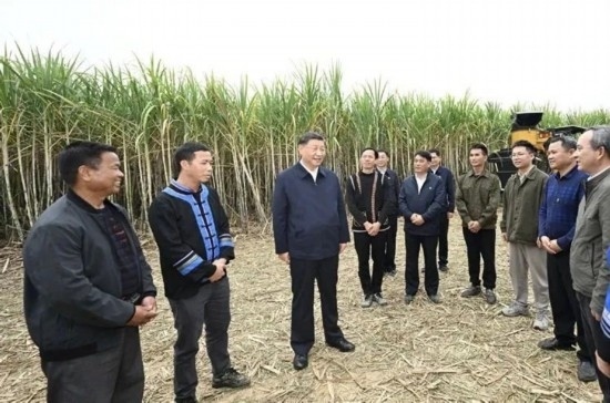 2023年12月14日，習(xí)近平總書記在廣西來賓市國(guó)家現(xiàn)代農(nóng)業(yè)產(chǎn)業(yè)園黃安優(yōu)質(zhì)“雙高”糖料蔗基地考察。