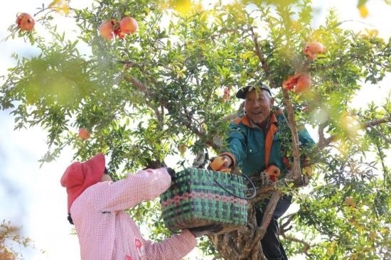 紅彤彤的石榴掛滿枝頭，農(nóng)戶們穿梭在林中采摘，享受著豐收的喜悅。