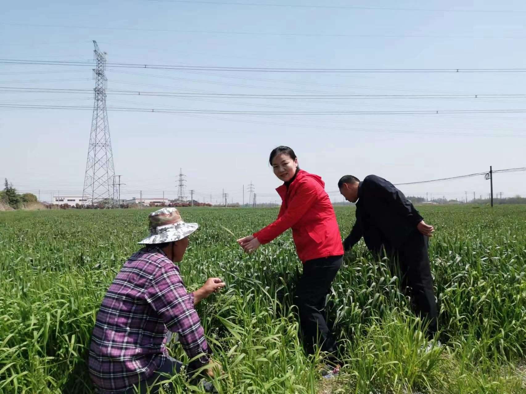 魏巧在田間察看農(nóng)作物長勢。