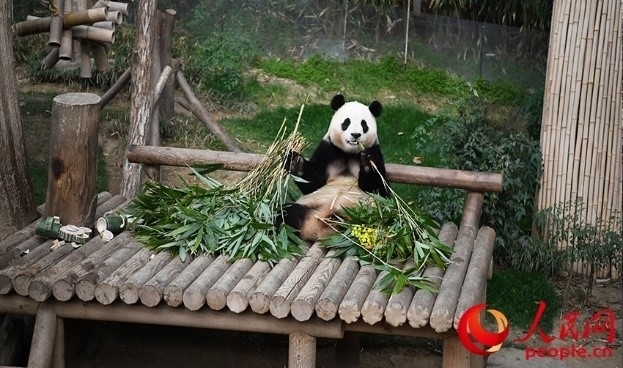 “福寶”享用新鮮的竹子。人民網(wǎng) 李帆攝
