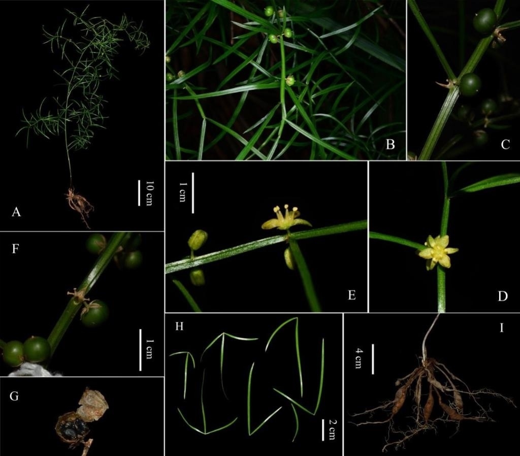 圖為大別山天門冬的形態(tài)特征。（中國(guó)科學(xué)院武漢植物園供圖）