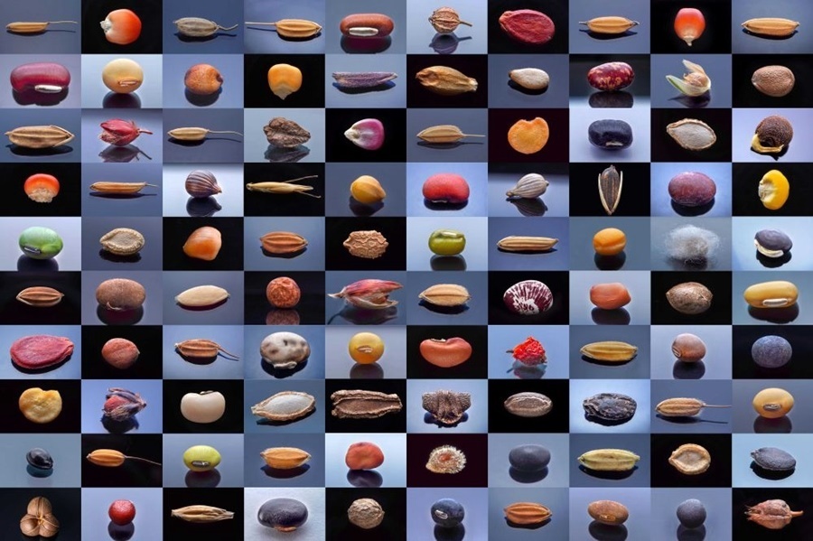 微距鏡頭下，湖南省農(nóng)作物種質(zhì)資源庫的種子千姿百態(tài)（100個(gè)種子拼版照片）。