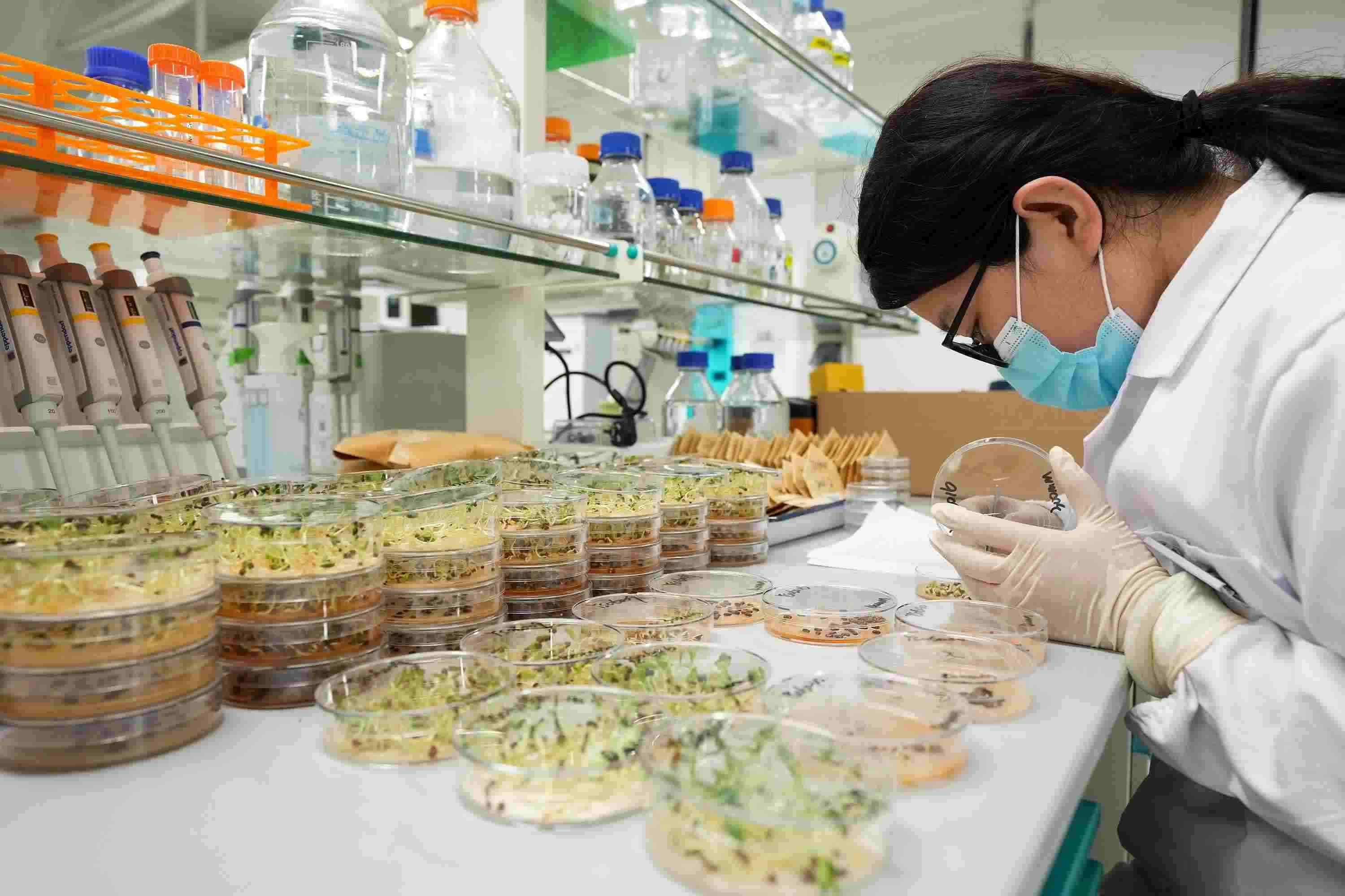 △ 海南三亞崖州灣科技城的崖州灣種子實(shí)驗(yàn)室，科研人員正在觀察種子樣本。