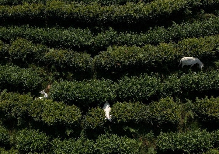 惠明茶園，養(yǎng)羊控草。供圖 共享聯(lián)盟·景寧