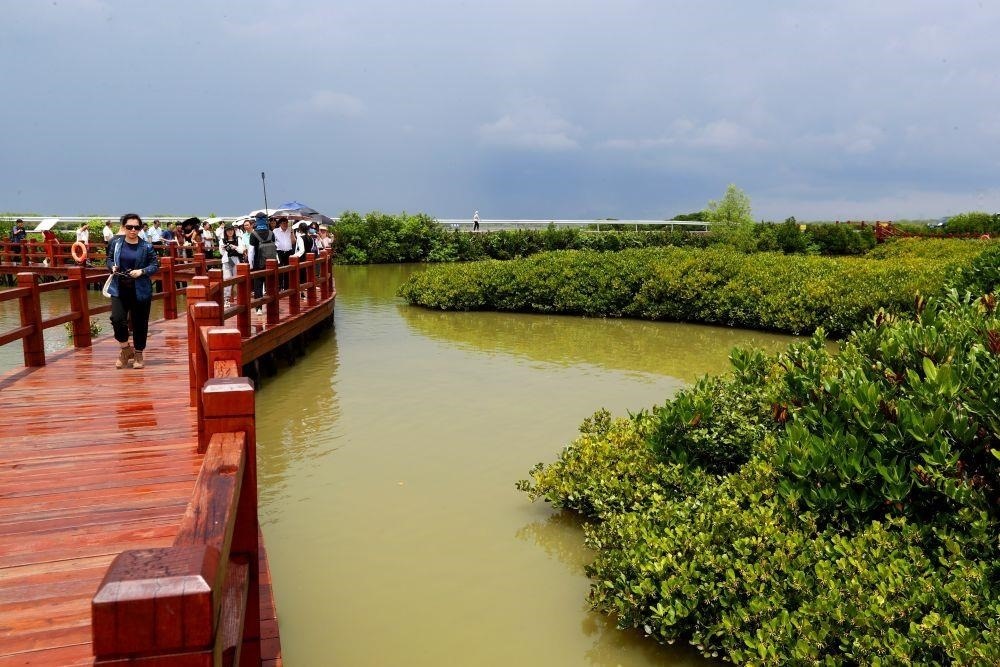 △2023年6月13日，人們在廣東湛江市麻章區(qū)金牛島觀賞紅樹林。