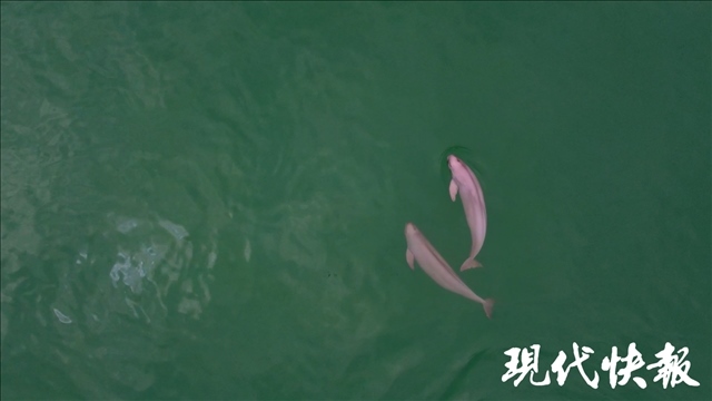 “微笑天使”長(zhǎng)江江豚嬉戲