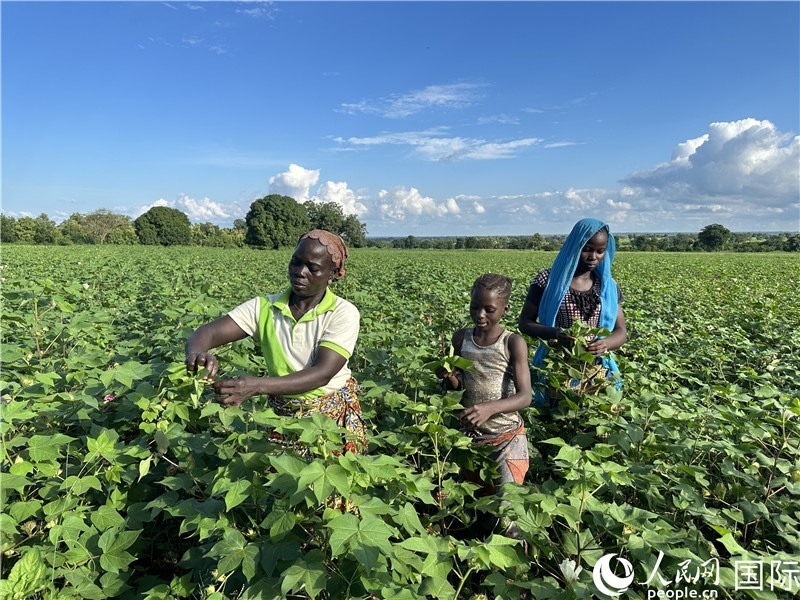 當?shù)孛揶r在麥田里勞作。人民網記者 黃培昭攝