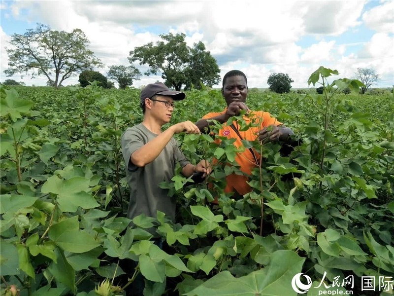 首小勇指導當?shù)剞r民種植棉花。人民網記者 黃培昭攝