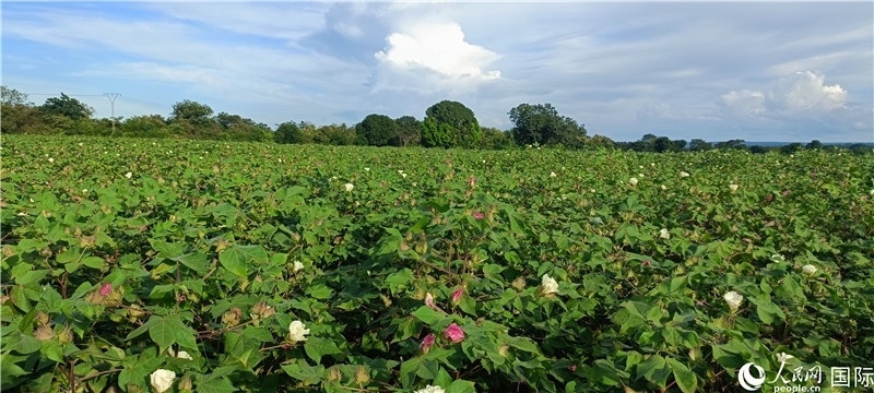 中國技術培養(yǎng)的當?shù)孛藁ㄌ?。人民網記者 黃培昭攝