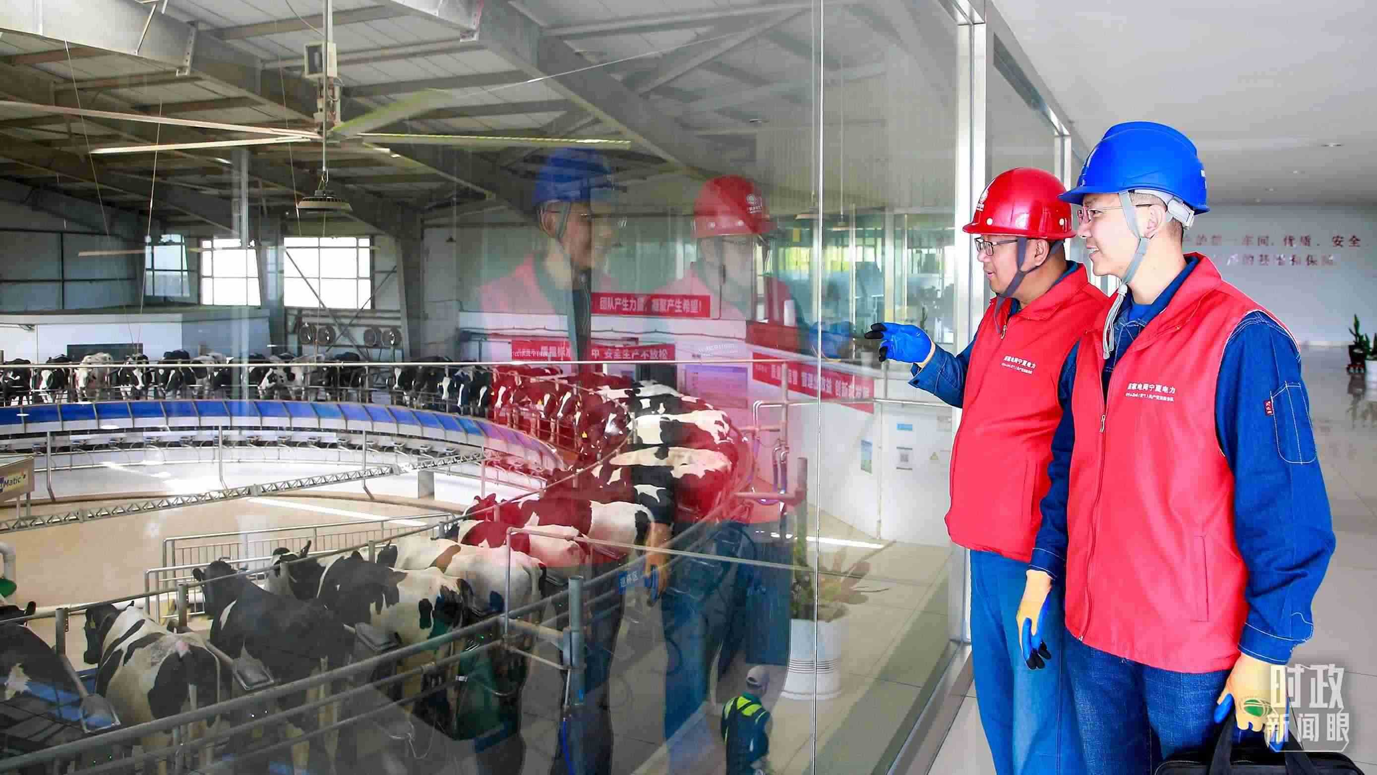  △寧夏銀川，電力員工深入奶牛養(yǎng)殖企業(yè)，助力數(shù)智化養(yǎng)殖。（圖/視覺中國(guó)）
