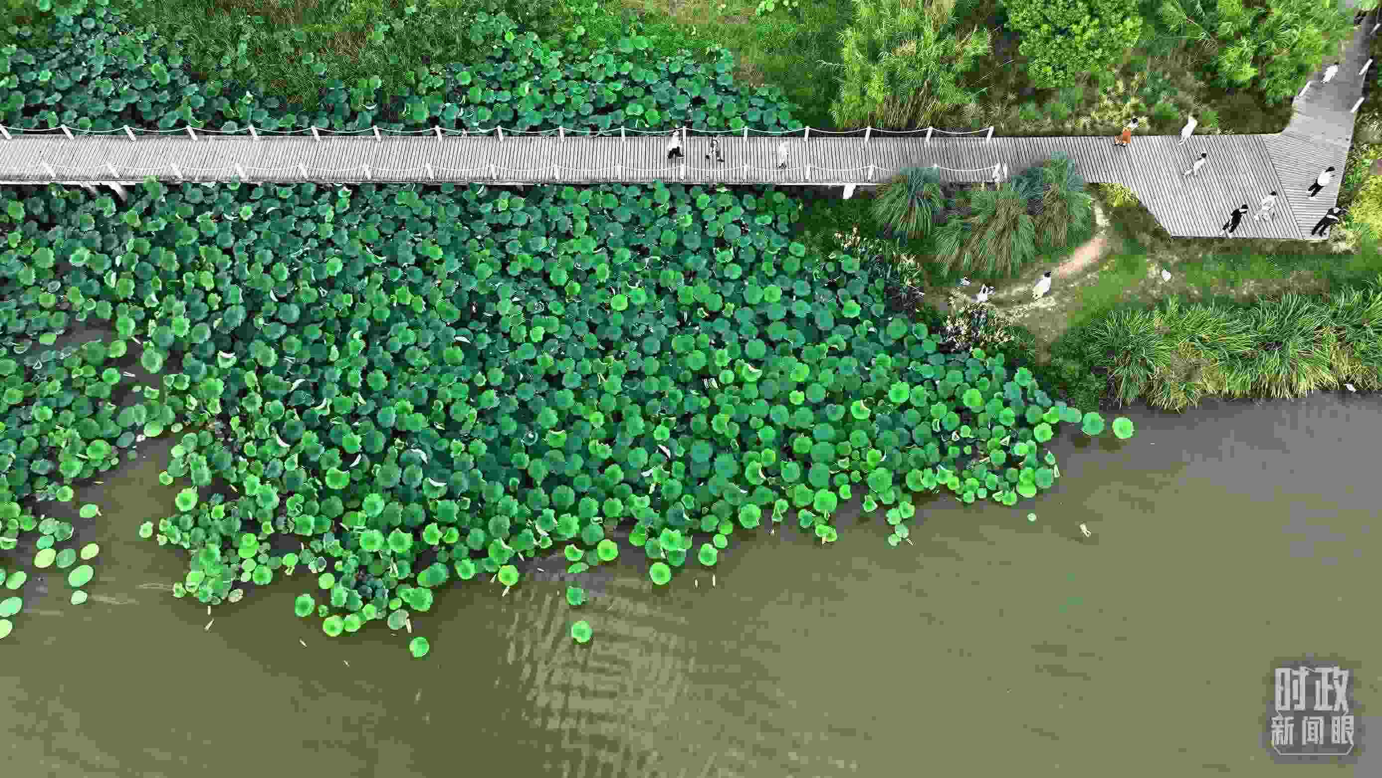 △陜西漢中天漢濕地公園內(nèi)，游人穿行，荷影婆娑。（總臺(tái)記者劉海濤拍攝）