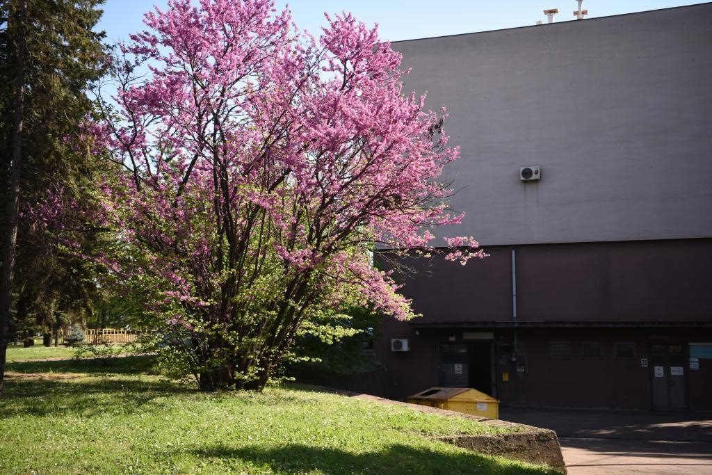 斯梅戴雷沃鋼廠里盛開的南歐紫荊花。
