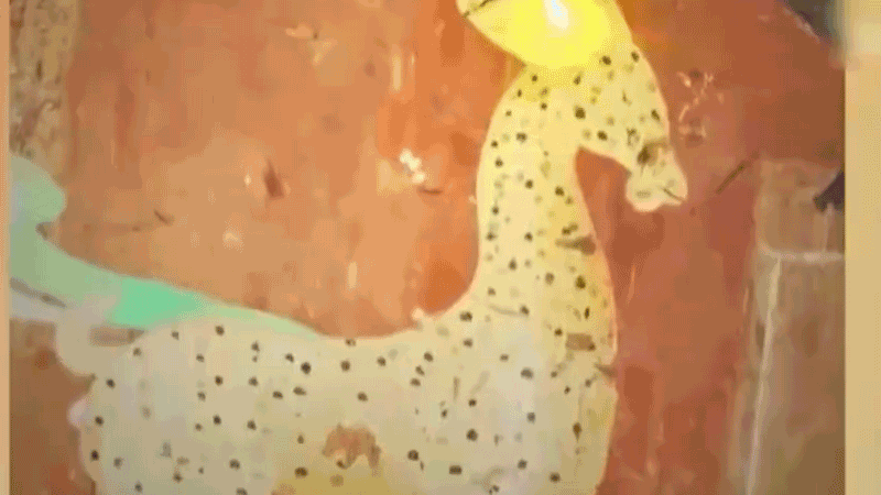 在全新技術(shù)支持下，敦煌莫高窟實(shí)現(xiàn)了窟內(nèi)文物窟外看的新體驗(yàn)。