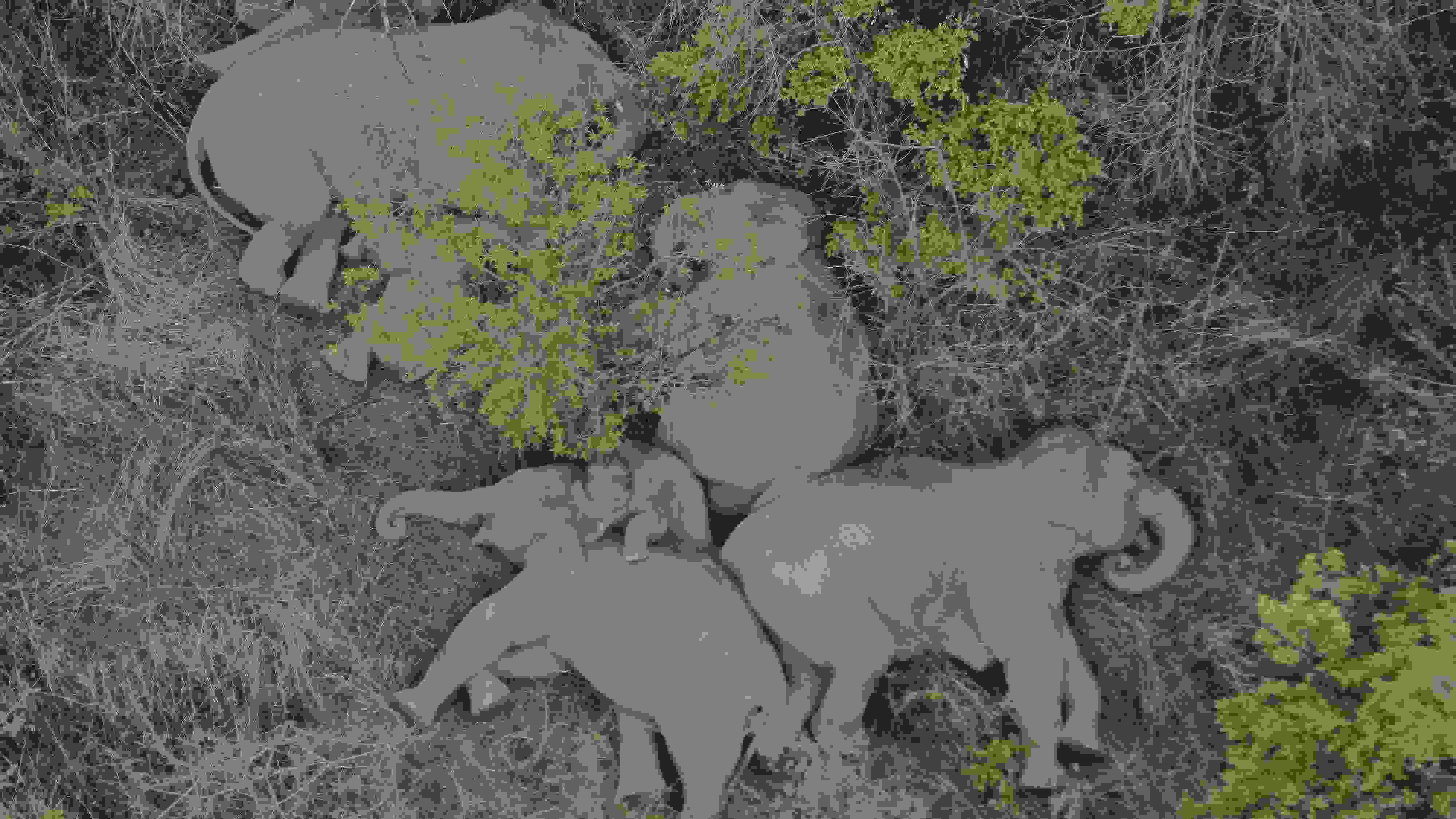 2021年6月7日，航拍顯示亞洲象群在云南省昆明市晉寧區(qū)夕陽鄉(xiāng)山林地里睡覺休息。