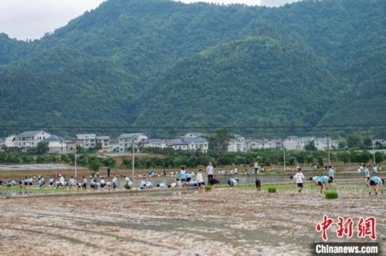 圖為5月21日，綏陽(yáng)縣旺草中學(xué)學(xué)生在旺草萬(wàn)畝大壩體驗(yàn)插秧。唐哲 攝