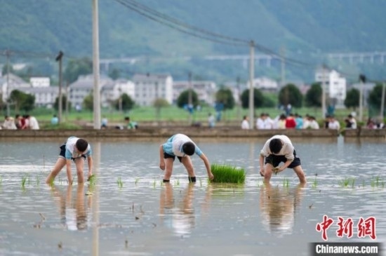圖為5月21日，綏陽(yáng)縣旺草中學(xué)學(xué)生在旺草萬(wàn)畝大壩體驗(yàn)插秧。唐哲 攝