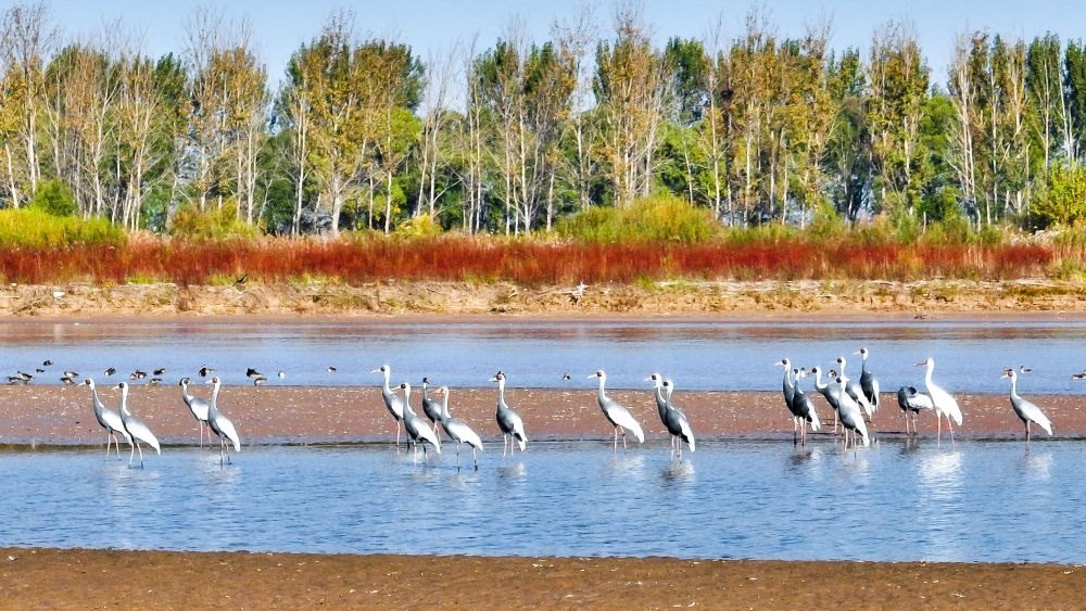 在山東黃河三角洲國家級自然保護區(qū)拍攝的白枕鶴（2022年10月18日攝）。新華社發(fā)（楊斌 攝）