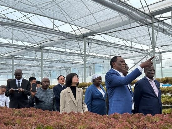 使節(jié)團(tuán)考察貴州省清鎮(zhèn)駱家橋蔬菜保供基地的無土栽培溫室。新華社記者 袁睿 攝