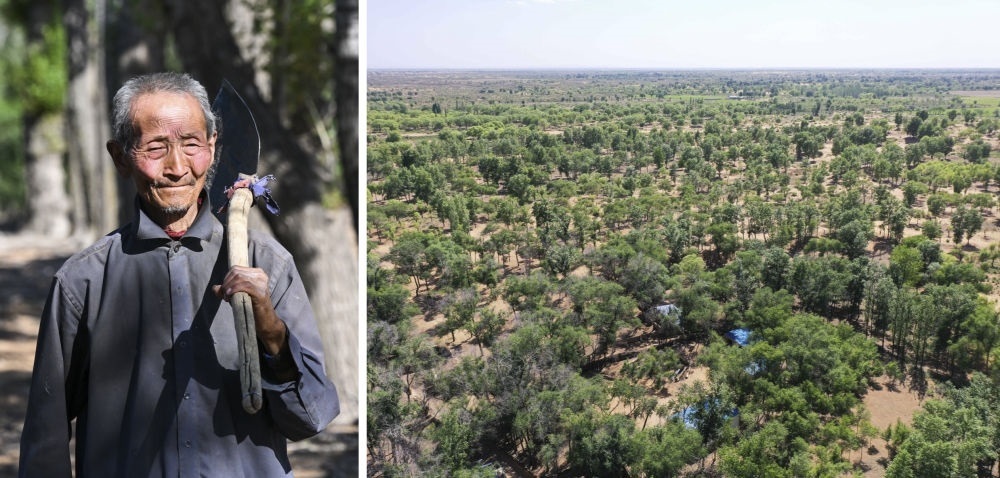 拼版照片：左圖為內(nèi)蒙古鄂托克前旗呼和陶勒蓋嘎查的牧民曹扎娃出門勞作（2023年6月14日攝）；右圖為曹扎娃的承包地（2023年6月14日攝，無人機(jī)照片）。20世紀(jì)80年代，在毛烏素沙地中，曹扎娃主動承包了2300多畝沙地。這么多年來，曹扎娃堅持種樹治沙，最終將沙地變成了林海。新華社記者 劉磊 攝